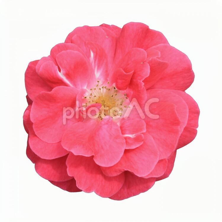 切り抜き写真素材　エレガントなバラの花 20-183 【PSDは背景透過】 バラ,薔薇,バラの花の写真素材