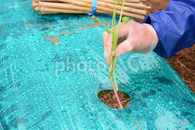 サツマイモの苗を植える手 サツマイモ,苗,手の写真素材