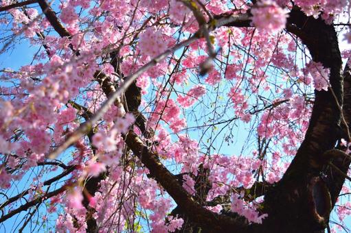 桜 桜の写真
