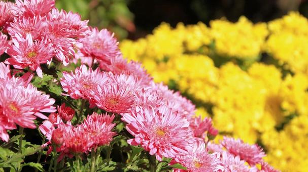 楽寿園の菊まつりにて 菊,秋,花の写真素材