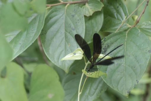 Photo, insect, dragonfly, wing, 