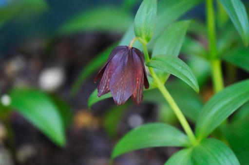 クロユリ クロユリ,黒紫の花,花の写真素材