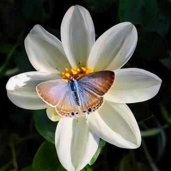 ウラナミシジミとダリア～方形 蝶,蝶と花,ウラナミシジミの写真素材