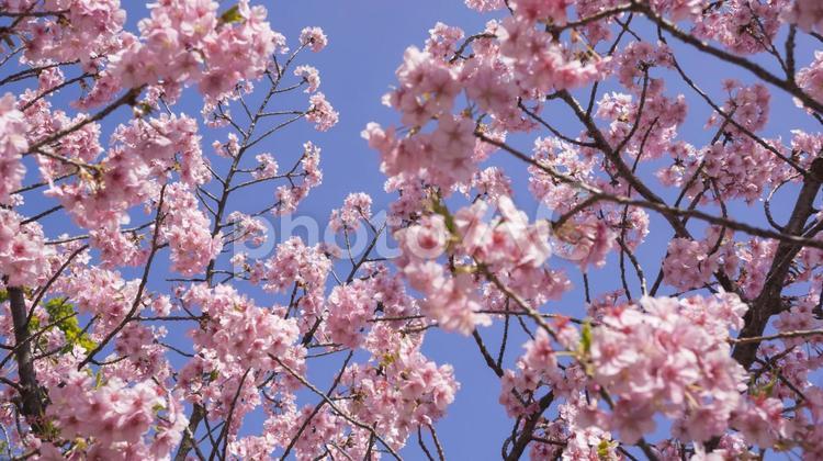 青空に映える！満開のピンクの桜 桜,花,春の写真素材