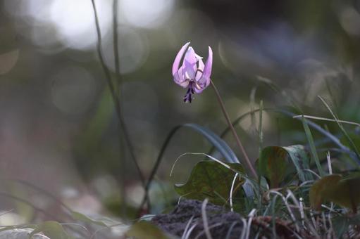 Dogtooth violet flower, JPG