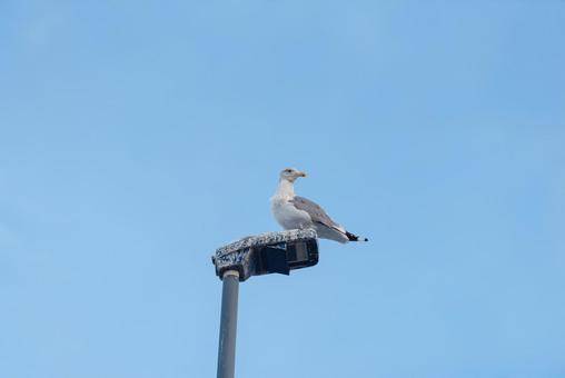 街灯の上で辺りの様子を伺うセグロカモメ 街灯の上で辺りの様子を伺うセグロカモメ セグロカモメ,渡り鳥,冬鳥の写真素材