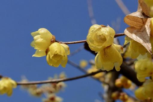 ロウバイ 蝋梅,冬,2月の写真素材