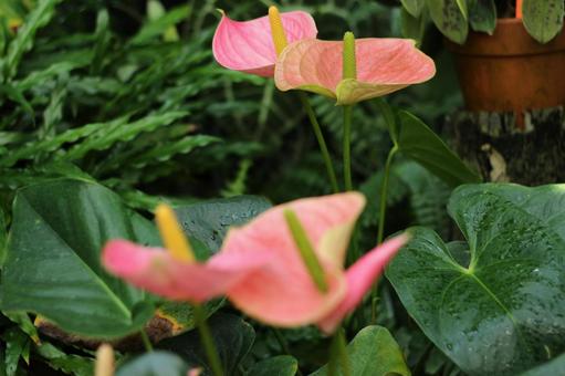 温室の花々2 温室の花々2の写真