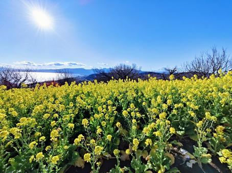輝く太陽と湖畔の菜の花畑 菜の花,花,花畑の写真素材