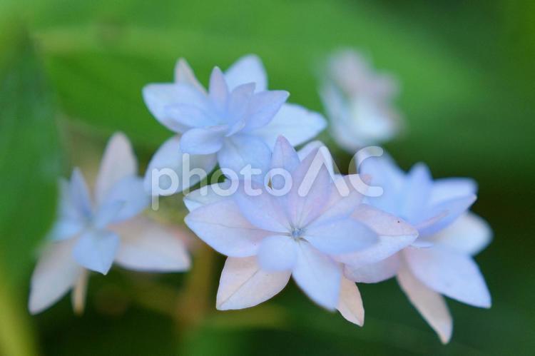 紫陽花の花 植物,花,あじさいの写真素材