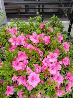 Azalea planting, JPG