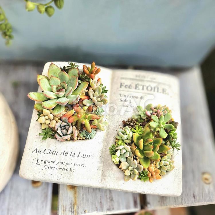 本の中の多肉植物 多肉植物,エケベリア,セダムの写真素材