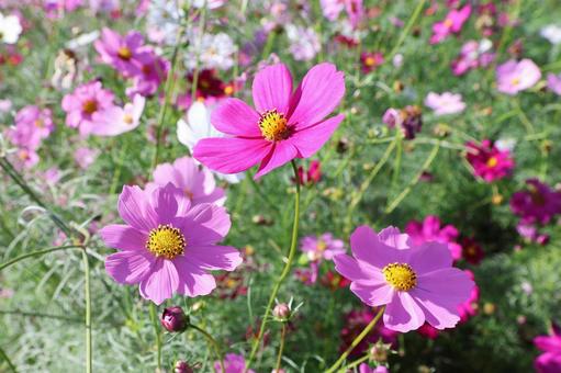 コスモス４８ コスモス,秋,かわいいの写真素材