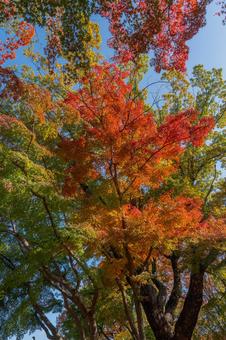 公園の紅葉散策 秋,紅葉,紅葉狩りの写真素材