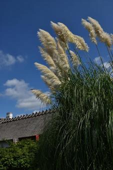 秋の花：パンパスグラス1 植物,パンパスグラス,草花の写真素材