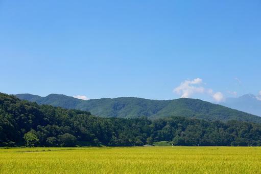 夏、黄色く色づいた稲穂の風景 伊那市 夏、黄色く色づいた稲穂の風景 伊那市 夏,青空,水田の写真素材