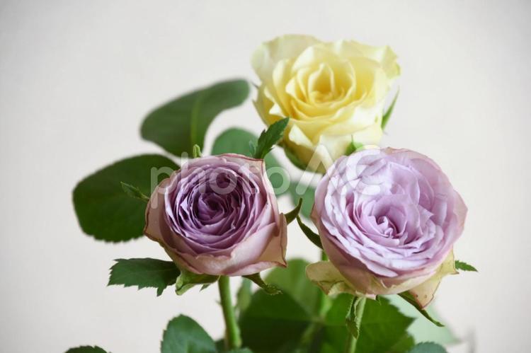 紫と黄色のばら 薔薇,ローズ,黄色の写真素材