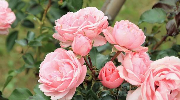 河津バカテル公園　秋バラ 薔薇,秋,花の写真素材