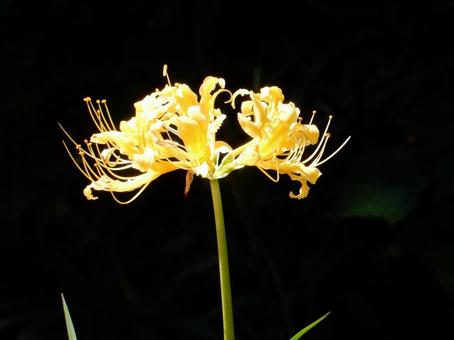 [Photo of cluster amaryllis] Scenery of cluster amaryllis blooming, JPG