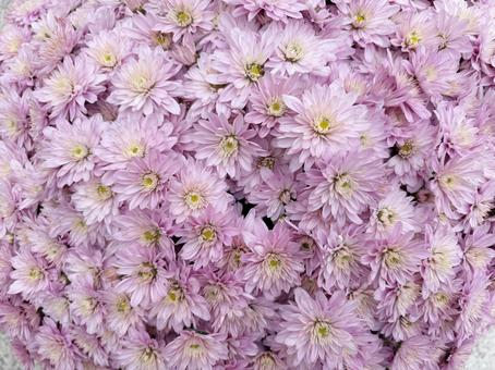 紫の小菊 菊,小菊,満開の写真素材