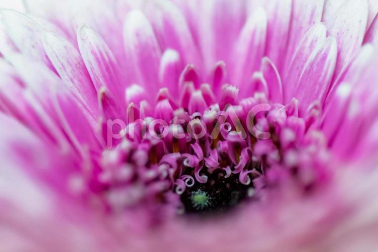 ピンクのガーベラ（マクロ・水滴なし） ガーベラ,花,植物の写真素材