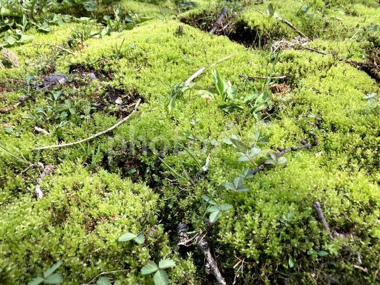 森の足元の小さな苔の世界 苔,モス,森林の写真素材