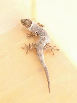 脱皮中のニホンヤモリ 爬虫類の飼育 脱皮中のニホンヤモリ 爬虫類の飼育の写真
