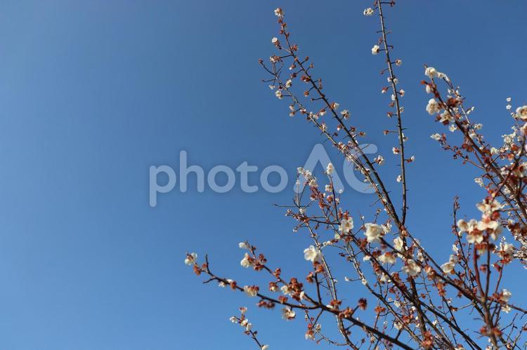春に咲く梅の花５ 春,咲く,梅の写真素材