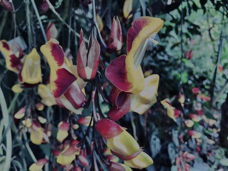 Photo, thunbergia, mysoresistance, plant, 