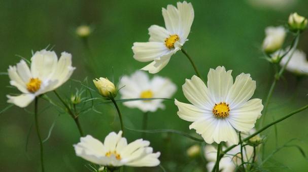 コスモス-250 コスモス,イエローキャンパス,レモンイエローの写真素材