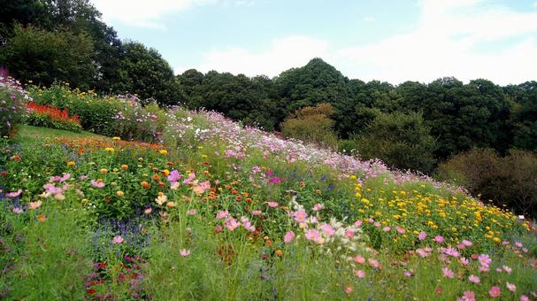 秋の花-331 秋の花-331の写真