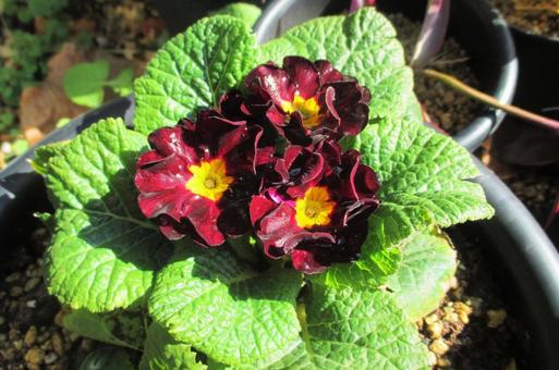 Primula, JPG Primula, JPG