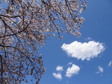 Photo, april, cherry blossoms, petal, 