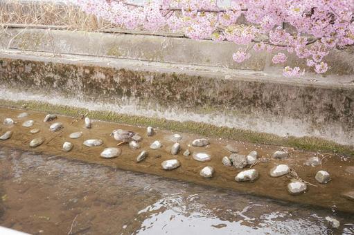 川沿いの河津桜 川沿いの河津桜の写真