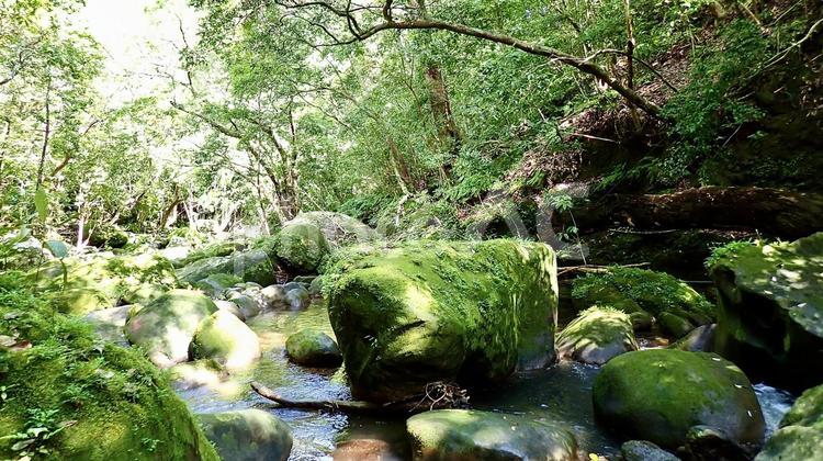 沖縄県八重山諸島西表島のユチン川の風景 ユチン川,川,沖縄の写真素材