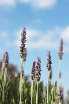 Photo, lavender, purple, fragrance, 