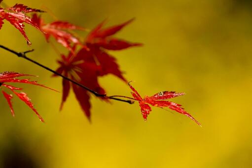 紅葉 紅葉,養老渓谷,筒森もみじ谷の写真素材