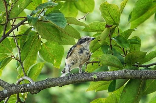 野鳥さん、いらっしゃい 野鳥さん、いらっしゃいの写真