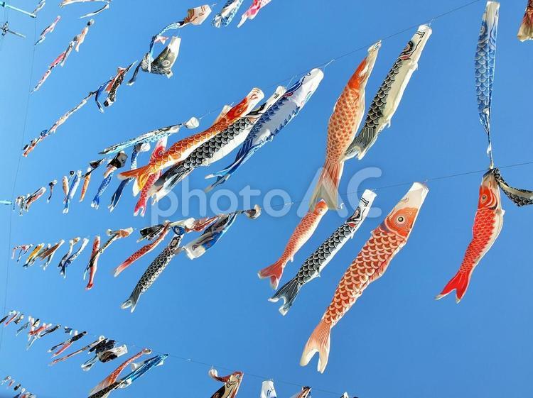 大空の鯉のぼり群 春,鯉のぼり,5月人形の写真素材