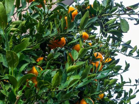 みかんが実った木 みかん,蜜柑,冬の写真素材