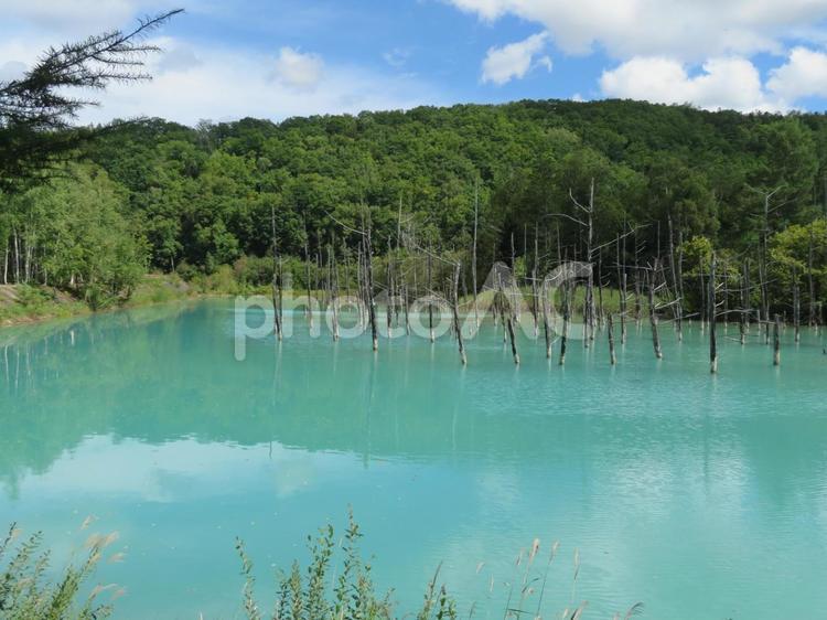 北海道の美瑛の白金青い池 白金青い池,池,青い池の写真素材