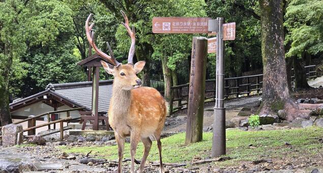 雨の日の鹿（奈良公園） 鹿,奈良の鹿,野生動物の写真素材