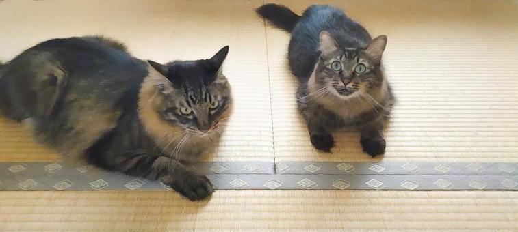 きょうだい猫 きょうだい猫 夏,暑い,熱中症の写真素材