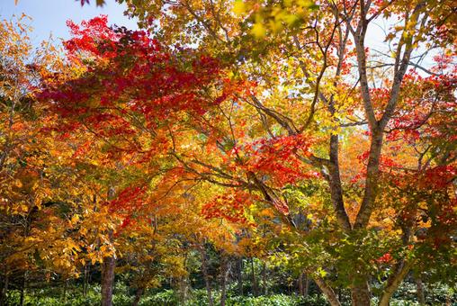 紅葉 紅葉 紅葉,もみじ,秋の写真素材