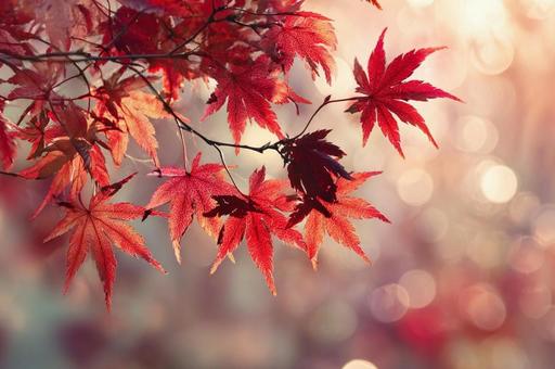 紅葉したもみじの葉 紅葉したもみじの葉の写真