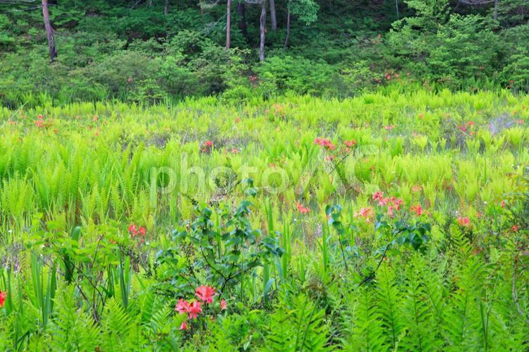 ワタスゲ群生（駒止湿原） ワタスゲ,花,穂の写真素材