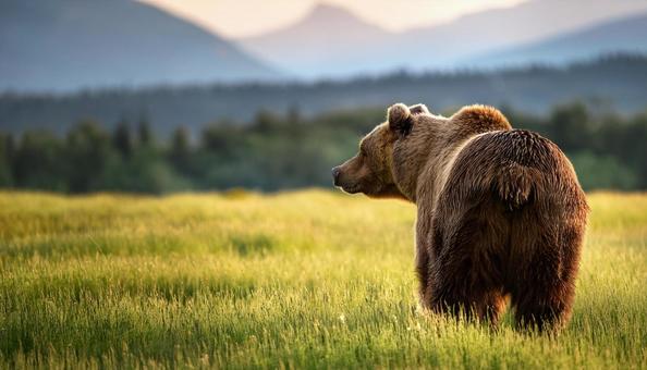 くまの背中の写真