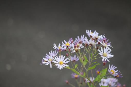 可憐なシオンの花のアップ 可憐な,シオン,花の写真素材