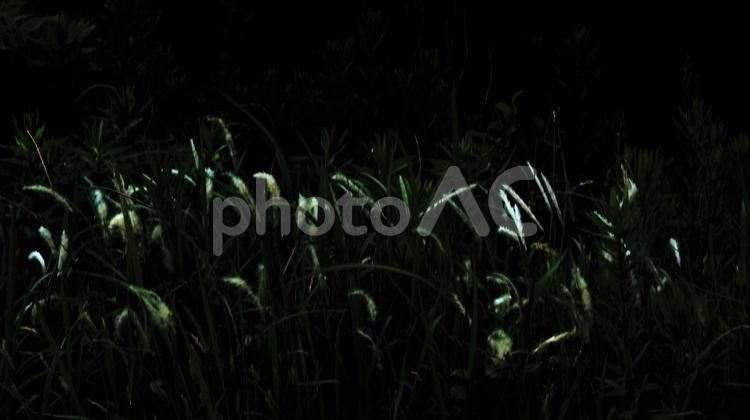 枯草の光と影。 自然,風景,枯草の写真素材