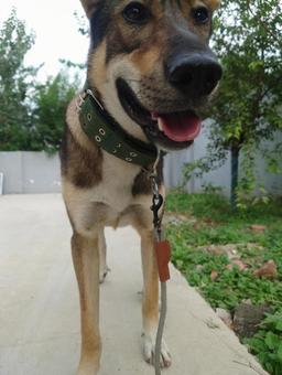 犬様 犬様 犬,シェパード,ペットの写真素材